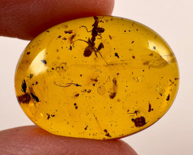 AMBER Stone - Insect Inclusion, Real Fossil - Tumbled Stones, Tumbled Crystals, Healing Crystals and Stones, 52728-Throwin Stones