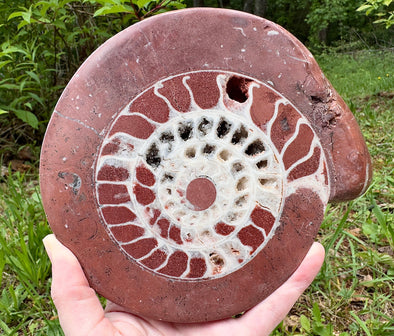 AMMONITE Fossil Pair - Polished Ammonite, Large Ammonite Fossil, Real Fossil, Home Decor, 53665-Throwin Stones