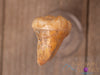 CAVE BEAR TOOTH Fossil - Prehistoric, Real Fossil, Dad Gift, Raw Crystals and Stones, 40902-Throwin Stones