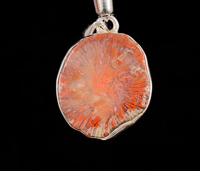 HORN CORAL Pendant - Real Fossil, Sterling Silver - Fine Jewelry, Healing Crystals and Stones, 52783-Throwin Stones