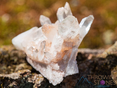 Pink HIMALAYAN QUARTZ Raw Crystal Cluster w CHLORITE - Quartz Cluster, Home Decor, Raw Crystals and Stones, 39921-Throwin Stones