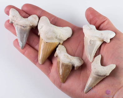SHARK TOOTH - Otodus Fossil, Shark Teeth - Fossil, Jewelry Making, Gift for Him, E1864-Throwin Stones