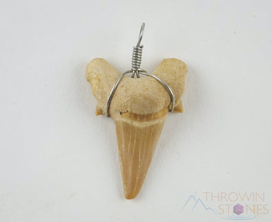 SHARK TOOTH Pendant - Otodus Fossil, Shark Teeth, Wire Wrapped Jewelry, Necklace Earrings, Jewelry Making, E0048-Throwin Stones