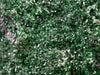 UVAROVITE Raw Crystal Cluster Druzy - Rare Calcium Chromium Green Garnet Stone - Home Decor, Raw Crystals and Stones, 51680-Throwin Stones