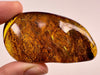 AMBER Stone - Insect Inclusion, Real Fossil - Tumbled Stones, Tumbled Crystals, Healing Crystals and Stones, 52725-Throwin Stones