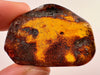 AMBER Stone - Insect Inclusion, Real Fossil - Tumbled Stones, Tumbled Crystals, Healing Crystals and Stones, 52730-Throwin Stones