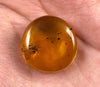 AMBER Stone - Insect Inclusion, Real Fossil - Tumbled Stones, Tumbled Crystals, Healing Crystals and Stones, 52749-Throwin Stones