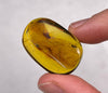 AMBER Stone - Insect Inclusion, Real Fossil - Tumbled Stones, Tumbled Crystals, Healing Crystals and Stones, 52750-Throwin Stones