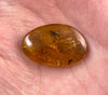 AMBER Stone - Insect Inclusion, Real Fossil - Tumbled Stones, Tumbled Crystals, Healing Crystals and Stones, 52753-Throwin Stones