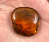 AMBER Stone - Insect Inclusion, Real Fossil - Tumbled Stones, Tumbled Crystals, Healing Crystals and Stones, 52755-Throwin Stones