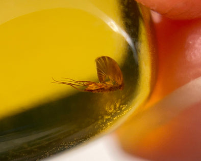 Buy amber with online insect