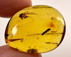 AMBER Stone - Spider Insect Inclusion, Real Fossil - Tumbled Stones, Tumbled Crystals, Healing Crystals and Stones, 52724-Throwin Stones