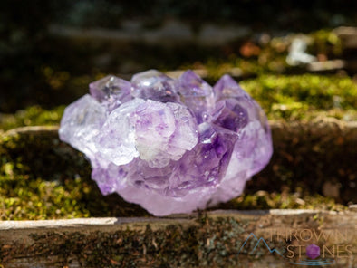 AMETHYST Raw Crystal Cluster - Birthstone, Unique Gift, Home Decor, Boho Decor, 39950-Throwin Stones