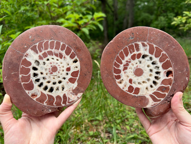 AMMONITE Fossil Pair - Polished Ammonite, Large Ammonite Fossil, Real Fossil, Home Decor, 53665-Throwin Stones