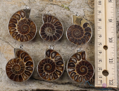 AMMONITE Fossil Pendant - Ammolite, Opalized Ammonite, Iridescent Ammonite, E0282-Throwin Stones
