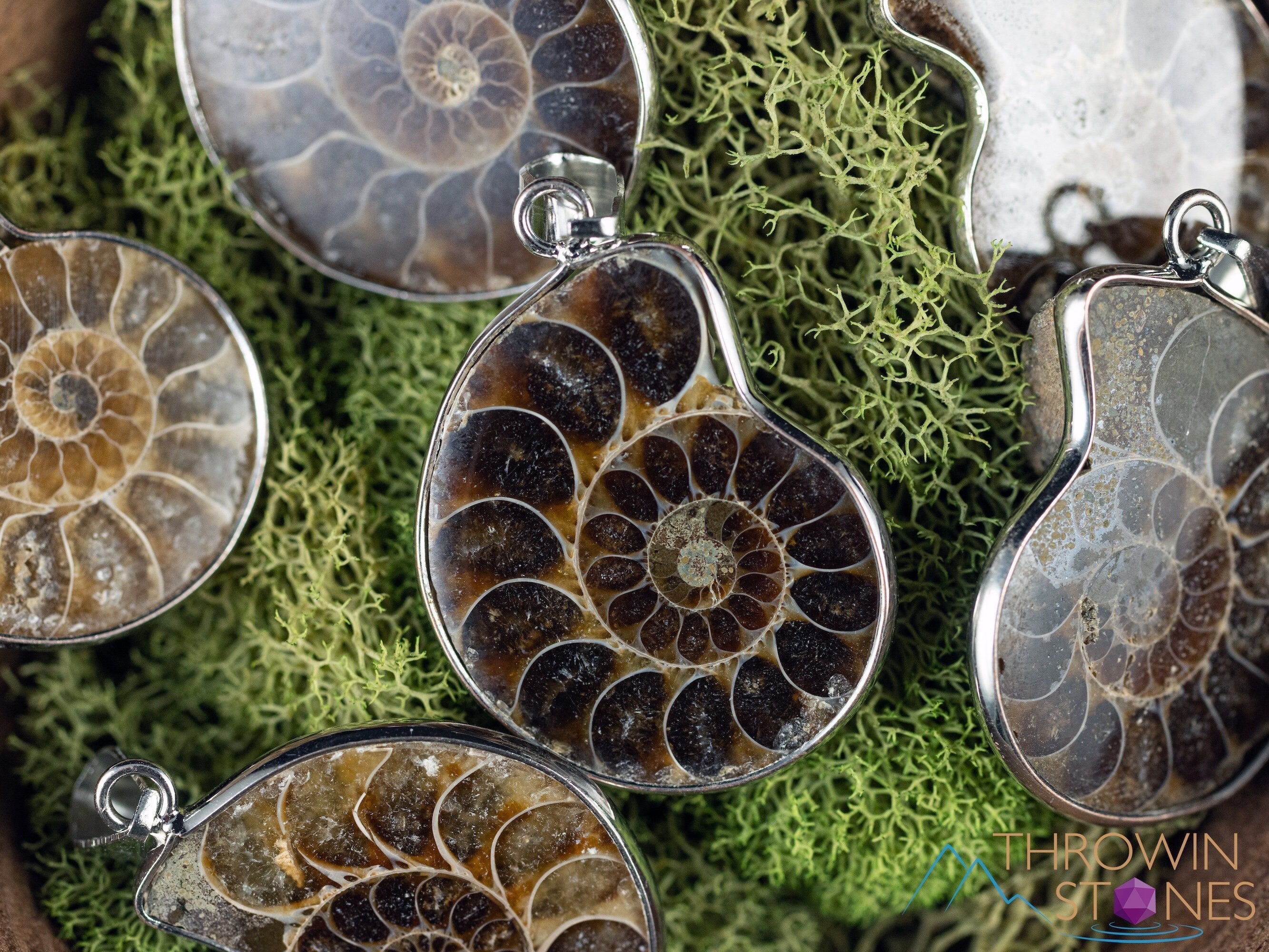 AMMONITE Fossil Pendant - Polished Ammonite, Small Ammonite