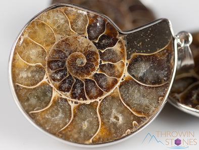 AMMONITE Fossil Pendant - Polished Ammonite, Small Ammonite, Real