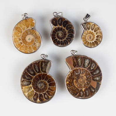 AMMONITE Fossil Pendant - Polished Ammonite, Small Ammonite, Real Fossil, Shell Necklace, Beach Jewelry, E2120-Throwin Stones