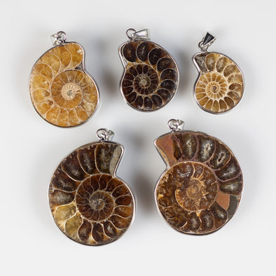 AMMONITE Fossil Pendant - Polished Ammonite, Small Ammonite, Real