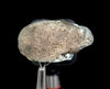 COLOMBIANITE Raw Crystal - Obsidian, Tektite, Gothic Home Decor, 45557-Throwin Stones