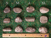 CORAL FOSSIL, Petoskey Stone Tumbled Stones - Tumbled Crystals, Self Care, Healing Crystals and Stones, E1861-Throwin Stones