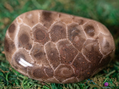 CORAL FOSSIL, Petoskey Stone Tumbled Stones - Tumbled Crystals, Self Care, Healing Crystals and Stones, E1861-Throwin Stones