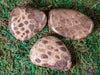 CORAL FOSSIL, Petoskey Stone Tumbled Stones - Tumbled Crystals, Self Care, Healing Crystals and Stones, E1861-Throwin Stones