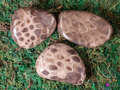 CORAL FOSSIL, Petoskey Stone Tumbled Stones - Tumbled Crystals, Self Care, Healing Crystals and Stones, E1861-Throwin Stones