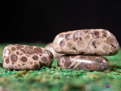 CORAL FOSSIL, Petoskey Stone Tumbled Stones - Tumbled Crystals, Self Care, Healing Crystals and Stones, E1861-Throwin Stones
