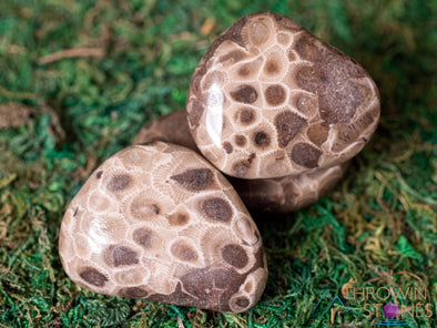 CORAL FOSSIL, Petoskey Stone Tumbled Stones - Tumbled Crystals, Self Care, Healing Crystals and Stones, E1861-Throwin Stones