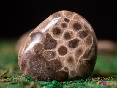 CORAL FOSSIL, Petoskey Stone Tumbled Stones - Tumbled Crystals, Self Care, Healing Crystals and Stones, E1861-Throwin Stones