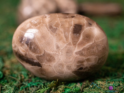 CORAL FOSSIL, Petoskey Stone Tumbled Stones - Tumbled Crystals, Self Care, Healing Crystals and Stones, E1861-Throwin Stones