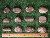 CORAL FOSSIL, Petoskey Stone Tumbled Stones - Tumbled Crystals, Self Care, Healing Crystals and Stones, E1861-Throwin Stones