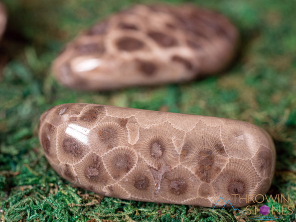 CORAL FOSSIL, Petoskey Stone Tumbled Stones - Tumbled Crystals, Self Care, Healing Crystals and Stones, E1861-Throwin Stones