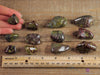 DRAGONS BLOOD JASPER Tumbled Stones - Tumbled Crystals, Self Care, Healing Crystals and Stones, E0879-Throwin Stones