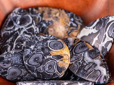 Fossilized PALM WOOD Crystal Cabochon - Teardrop, Round, Marquis, Oval - Gemstones, Jewelry Making, Crystals, E1714-Throwin Stones