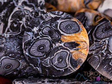 Fossilized PALM WOOD Crystal Cabochon - Teardrop, Round, Marquis, Oval - Gemstones, Jewelry Making, Crystals, E1714-Throwin Stones