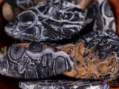 Fossilized PALM WOOD Crystal Cabochon - Teardrop, Round, Marquis, Oval - Gemstones, Jewelry Making, Crystals, E1714-Throwin Stones