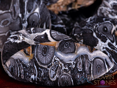 Fossilized PALM WOOD Crystal Cabochon - Teardrop, Round, Marquis, Oval - Gemstones, Jewelry Making, Crystals, E1714-Throwin Stones