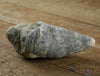 HORN CORAL Fossil - Rugosa Tetracorallia - Real Fossil, Raw Rocks and Minerals, Home Decor, E0059-Throwin Stones