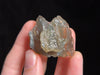 LIBYAN DESERT GLASS, Raw Crystal - Rare, 2A Grade, 16.7g - Metaphysical, Healing Crystals and Stones, 46821-Throwin Stones