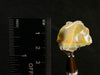 OPAL Raw Crystal - 4A, Cutting Grade - Raw Opal Crystal, October Birthstone, Welo Opal, 50075-Throwin Stones