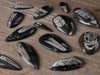 ORTHOCERAS FOSSIL - Real Fossil, Crystal Cabochon, Housewarming Gift, Home Decor, E0095-Throwin Stones