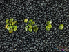 PERIDOT Crystal Chips - Small Tumbled Crystals, Birthstones and Gemstones for Jewelry Making, E0739-Throwin Stones