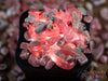 RHODOCHROSITE Crystal Chips - Small Crystals, Gemstones, Jewelry Making, Tumbled Crystals, E0086-Throwin Stones