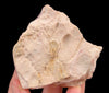 RHODOCHROSITE Crystal Stalactite Slice - Rhodochrosite Specimen, Raw Crystals and Stones, 52449-Throwin Stones