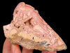 RHODOCHROSITE Crystal Stalactite Slice - Rhodochrosite Specimen, Raw Crystals and Stones, 52451-Throwin Stones