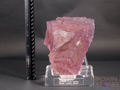 Raw FLUORITE Crystal Display Specimen - Metaphysical, Raw Rocks and Minerals, Home Decor, 36119-Throwin Stones