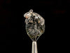 Raw MOLDAVITE Pendant - Sterling Silver, Leaf Bail - Real Moldavite Pendant, Moldavite Jewelry with Certification, 47947-Throwin Stones