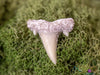 SHARK TOOTH - Otodus Fossil, Shark Teeth - Fossil, Jewelry Making, Gift for Him, E1864-Throwin Stones